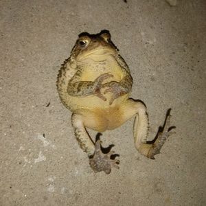 Meet your Posher, Levi